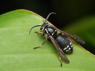 P9170167 dorsal view of a bald faced hornet, Dolichovespula maculata, on leaf, cECP 2023