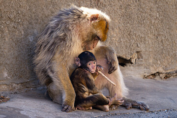 Baby Barbary macaque in Gibraltar