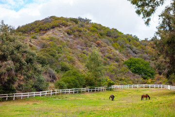 Horses in a field on a partly cloudy rainy day on a ranch in the Pacific Palisades in California. - obrazy, fototapety, plakaty
