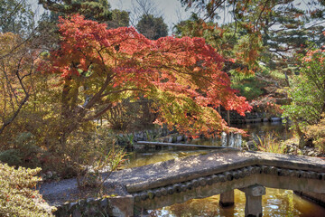 梅宮大社の紅葉