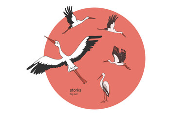Isolated vector set of storks in different poses. Vector illustration of storks on white background, village and birds.