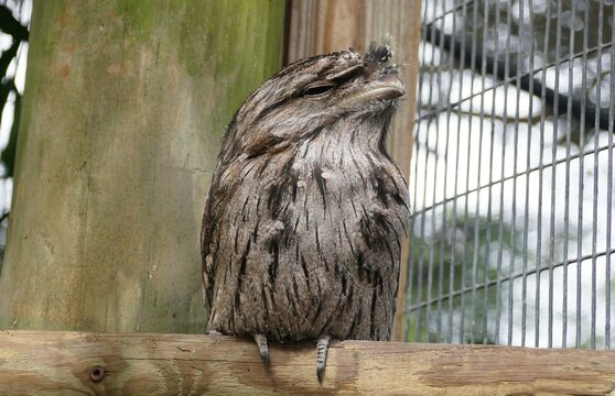 Closeup of a Tawny Frogmouth with light brown feathers