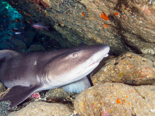 クロホシイシモチの大群の中にいる、洞窟で寝ている大きな美しいドチザメ（メジロザメ目ドチザメ科）の群れ。

日本国神奈川県三浦市、荒井浜海水浴場にて。
2023年12月2日水中撮影。

A school of big beautiful Banded Houndsharks (family Doradoidae, order of white sharks) sleeping in a cave a