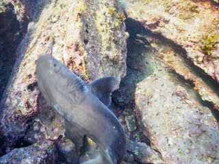 穴にはまって困っていたので助けてあげた、大きな美しいドチザメ（メジロザメ目ドチザメ科）の群れ。

日本国神奈川県三浦市、荒井浜海水浴場にて。
2023年12月2日水中撮影。

A school of big beautiful Banded Houndsharks (family of white sharks) that I saved because they were stuck in a 