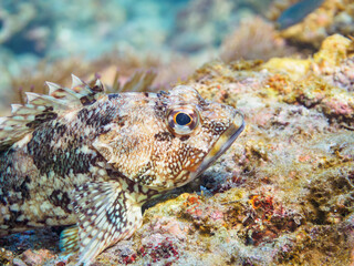 荒井浜の奇妙なカサゴ（メバル科）。

日本国神奈川県三浦市、荒井浜海水浴場にて。
2023年12月2日水中撮影。

The strange Marble Rockfish. 

Araihama Beach, Miura, Kanagawa, Japan,
Photo Taken December 2, 2023.
In underwater photography.
