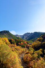 十勝岳温泉の紅葉