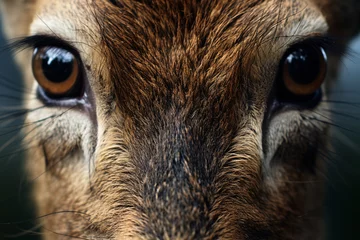 Poster Im Rahmen Close up of face of wild deer © Firn