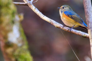 Obraz premium 幸せの青い鳥、可愛いルリビタキ（ヒタキ科）。日本国神奈川県相模原市、早戸川林道にて。 2023年12月3日撮影。A happy blue bird, the lovely Red-flanked Bluetail (family Bewick's flycatcher).At Hayatogawa forest road, Sagamihara, Kanagawa, Japan, ph