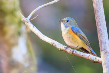 幸せの青い鳥、可愛いルリビタキ（ヒタキ科）。

日本国神奈川県相模原市、早戸川林道にて。
2023年12月3日撮影。

A happy blue bird, the lovely Red-flanked Bluetail (family Bewick's flycatcher).

At Hayatogawa forest road, Sagamihara, Kanagawa, Japan,
ph