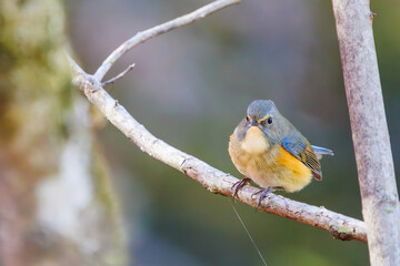 幸せの青い鳥、可愛いルリビタキ（ヒタキ科）。

日本国神奈川県相模原市、早戸川林道にて。
2023年12月3日撮影。

A happy blue bird, the lovely Red-flanked Bluetail (family Bewick's flycatcher).

At Hayatogawa forest road, Sagamihara, Kanagawa, Japan,
ph