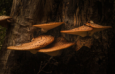 Ideal for a book about How to Identify and Gather Wild Mushrooms and Other Fungi. Polyporus...