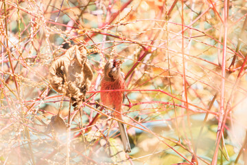 食事中の可愛いベニマシコ（アトリ科）。

日本国神奈川県相模原市、早戸川林道にて。
2023年12月3日撮影。

A lovely Long-tailed Rosefinch (family Atricidae) at mealtime.

At Hayatogawa forest road, Sagamihara, Kanagawa, Japan,
photo by December 3, 20