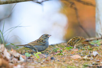 餌を探す可愛いクロジ（ホオジロ科）のペア。

日本国神奈川県相模原市、早戸川林道にて。
2023年12月3日撮影。

A pair of lovely Gray Buntings (family White-tailed godwits) looking for food.

At Hayatogawa forest road, Sagamihara, Kanagawa, Japan,
photo