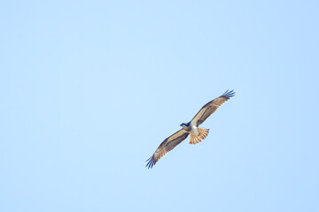 飛翔する美しいミサゴ（タカ目）。

日本国栃木県栃木市、渡良瀬遊水地にて。
ラムサール条約登録。
2023年12月9日撮影。


A beautiful osprey (hawk family) in flight.

At WATARASE Retarding Basin, Tochigi, Japan,
It is registered under the Ramsar Convention.
