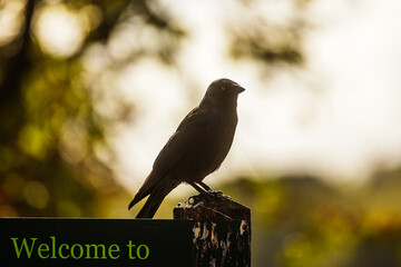 western jackdaw (Coloeus monedula) in a park in the city