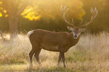 Naklejka na ściany i meble the red deer (Cervus elaphus) in rutting season with strong back light
