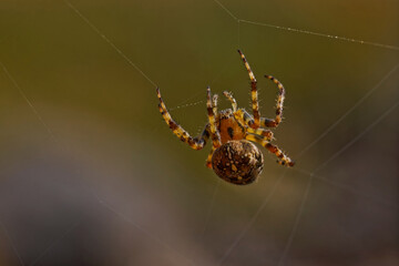 Cross spider on the web