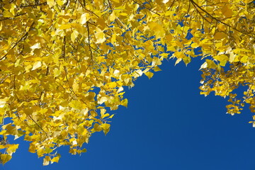 golden autumn leaves