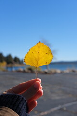 hand holding autumn leaf