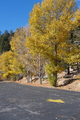 autumn trees in the park