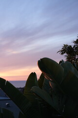 sunset over the sea with palm leaves