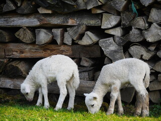 lamb outside in the meadow during Easter