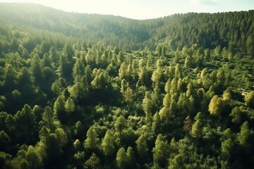 Fototapeta na wymiar Aerial view of a forest in the Carpathian Mountains, Ukraine
