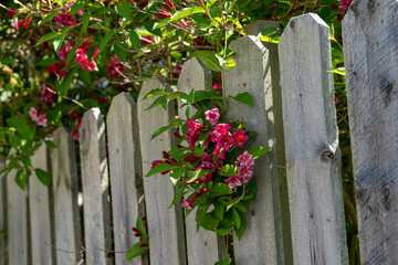 Vibrant fuchsia pink colored flowers poking out between white wooden picket fence. The boards in the garden fence are worn and weathered. The flowers are in bunches with lush green leaves. 