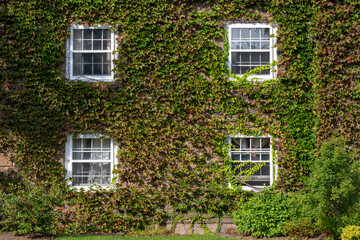 Fototapeta na wymiar The exterior wall of an old red brick building with glass double hung windows. The trim around the windows is white wood. The wall is covered in green ivy with lush leaves. The wall is covered in ivy.