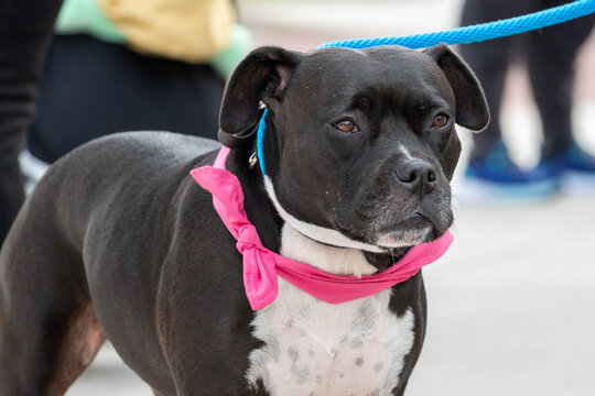 A female black and white color Pitbull puppy with a pink ribbon and blue leash standing looking forward. The dog is a muscular purebred animal with a dark glossy coat wide flat head and a powerful jaw