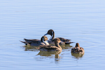 美しいオナガガモ（カモ科）の群れ。

日本国東京都大田区、多摩川六郷橋緑地にて。
2023年12月10日撮影。



A school of the Beautiful Northern Pintail (family comprising ducks) in fighting.

At WATARASE Retarding Basin, Tochigi, Japan,
It is registe