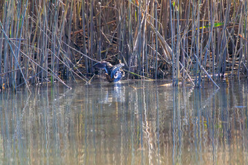 可愛いタシギ（シギ科）。

日本国東京都大田区、多摩川六郷橋緑地にて。
2023年12月10日撮影。



A beautiful Black-winged Stilt with long red legs (family comprising the snipes).

At WATARASE Retarding Basin, Tochigi, Japan,
It is registered u