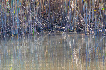 可愛いタシギ（シギ科）。

日本国東京都大田区、多摩川六郷橋緑地にて。
2023年12月10日撮影。



A beautiful Black-winged Stilt with long red legs (family comprising the snipes).

At WATARASE Retarding Basin, Tochigi, Japan,
It is registered u
