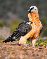 carrion bird