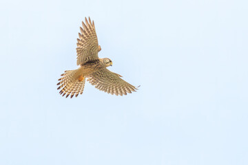 ホバリングする美しいチョウゲンボウ（ハヤブサ科）。

日本国千葉県松戸市、江戸川河川敷にて。
2023年12月16日撮影。



Beautiful Common Kestrel (family comprising falcons) in hovering.

At Edogawa riverbed, Matsudo, Chiba, Japan,
photo by December 16, 20