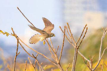 カラスと争う美しいチョウゲンボウ（ハヤブサ科）。

日本国千葉県松戸市、江戸川河川敷にて。
2023年12月16日撮影。



A beautiful Common Kestrel in a dogfight with a crow.

At Edogawa riverbed, Matsudo, Chiba, Japan,
photo by December 16, 2023.
