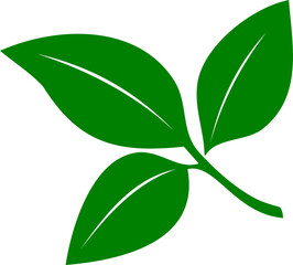 Green leaf isolated on transparent background, ready for element or retouch design.