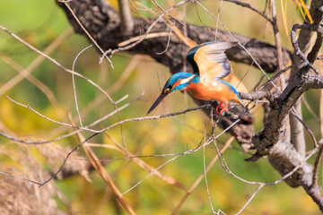 飛び込む可愛いカワセミ（カワセミ科）。

日本国千葉県松戸市、江戸川河川敷にて。
2023年12月16日撮影。



Lovely Kingfisher (family comprising kingfishers) in diving.

At Edogawa riverbed, Matsudo, Chiba, Japan,
photo by December 16, 2023.
