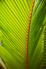Beautiful close-up of a perfect palm leaf.