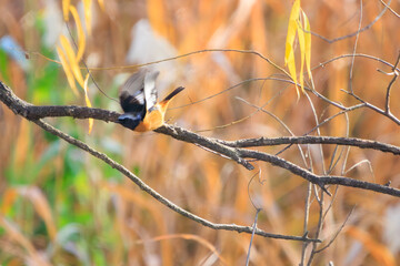 飛翔する可愛いジョウビタキ（ヒタキ科）。

日本国千葉県松戸市、江戸川河川敷にて。
2023年12月16日撮影。



A Lovely Daurian Redstart (family Eupatoridae) in flight.

At Edogawa riverbed, Matsudo, Chiba, Japan,
photo by December 16, 2023.
