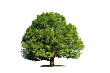 Big tree isolate on white background, tree isolated on white background high resolution for graphic decoration, suitable for both web and print media.