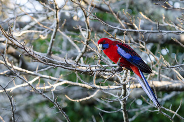 Lorikeet 