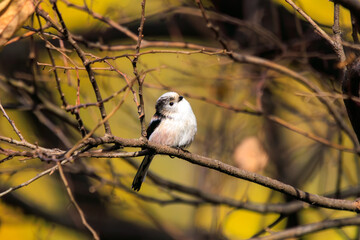 もふもふで可愛いエナガ（エナガ科）。

日本国千葉県松戸市、江戸川河川敷にて。
2023年12月16日撮影。



Fluffy and Lovely long-tailed tit (family comprising Aegithalos　tits).

At Edogawa riverbed, Matsudo, Chiba, Japan,
photo by December 16, 2023