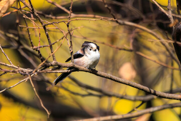 もふもふで可愛いエナガ（エナガ科）。

日本国千葉県松戸市、江戸川河川敷にて。
2023年12月16日撮影。



Fluffy and Lovely long-tailed tit (family comprising Aegithalos　tits).

At Edogawa riverbed, Matsudo, Chiba, Japan,
photo by December 16, 2023