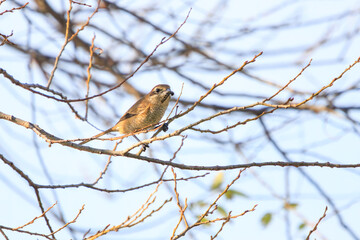 飛翔する美しいモズ（モズ科）。

日本国千葉県松戸市、江戸川河川敷にて。
2023年12月16日撮影。



Beautiful Bull-headed shrike (family comprising Lanius shrike) Bull-headed shrike in flight.

At Edogawa riverbed, Matsudo, Chiba, Japan,
photo b