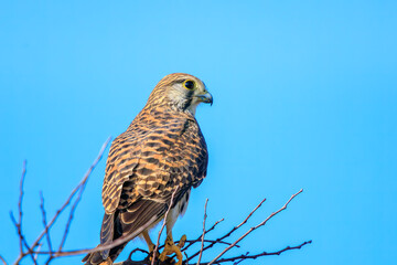 監視する美しいチョウゲンボウ（ハヤブサ科）。

日本国千葉県松戸市、江戸川河川敷にて。
2023年12月16日撮影。



Beautiful Common Kestrel (family comprising falcons) in monitoring.

At Edogawa riverbed, Matsudo, Chiba, Japan,
photo by December 16, 202