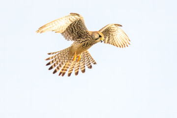 ホバリングする美しいチョウゲンボウ（ハヤブサ科）。

日本国千葉県松戸市、江戸川河川敷にて。
2023年12月16日撮影。



Beautiful Common Kestrel (family comprising falcons) in hovering.

At Edogawa riverbed, Matsudo, Chiba, Japan,
photo by December 16, 20