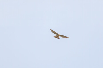 ホバリングする美しいチョウゲンボウ（ハヤブサ科）。

日本国千葉県松戸市、江戸川河川敷にて。
2023年12月16日撮影。



Beautiful Common Kestrel (family comprising falcons) in hovering.

At Edogawa riverbed, Matsudo, Chiba, Japan,
photo by December 16, 20