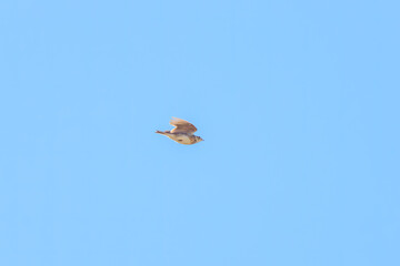 飛翔する美しいヒバリ（ヒバリ科）。

日本国神奈川県平塚市、岡崎耕地にて。
2023年12月17日撮影。

Beautiful Eurasian skylark (Alauda arvensis, family comprising skylarks) in flight.

At Okazaki cultivated land, Hiratsuka, Kanagawa, Japan,
photo