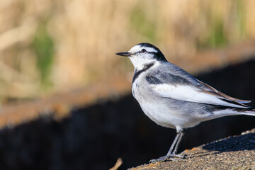 可愛いハクセキレイ（セキレイ科）。

日本国神奈川県平塚市、岡崎耕地にて。
2023年12月17日撮影。

A Lovely Japanese Pied Wagtail (Motacilla alba, family of wagtails).

At Okazaki cultivated land, Hiratsuka, Kanagawa, Japan,
photo by December 17